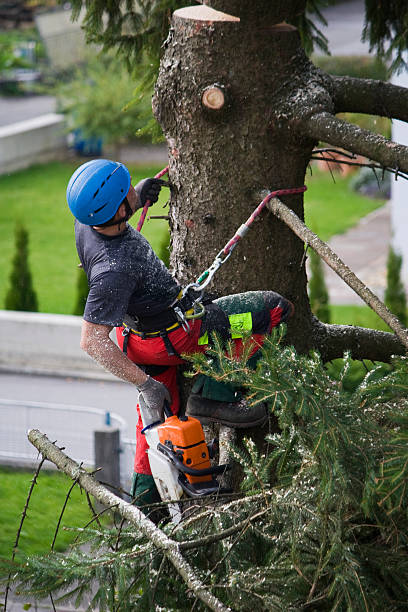 Best Tree Mulching Services  in USA